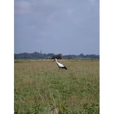 Reethus Aft Olen Diek Böhl